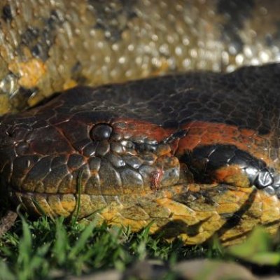 A close up of a large snake head on green grass, with some of the snake body in the background. 